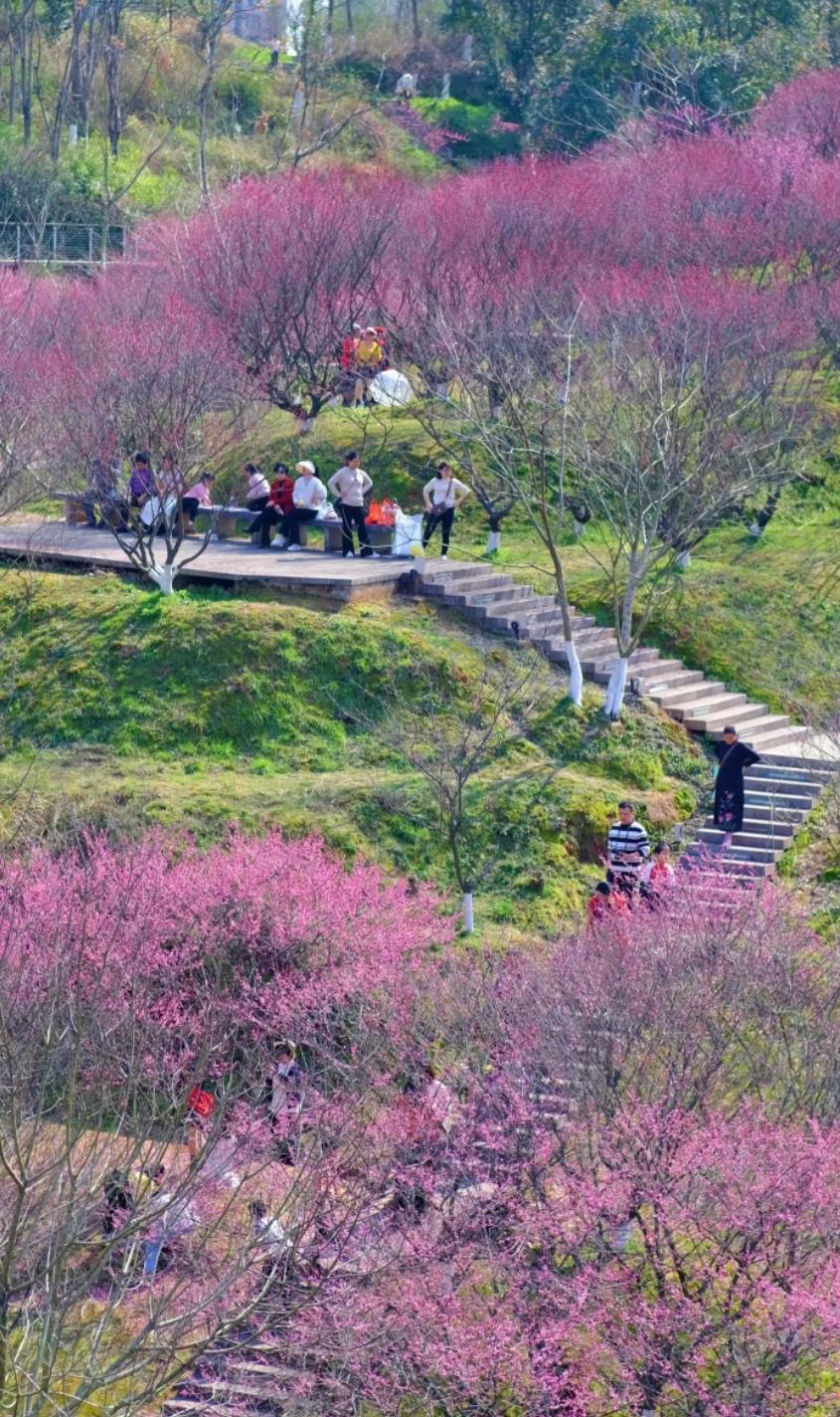 鹿鸣山梅花谷赏梅
随着节日的欢庆逐渐淡去，明媚的春天正携笑款款而至。在这乍暖还寒