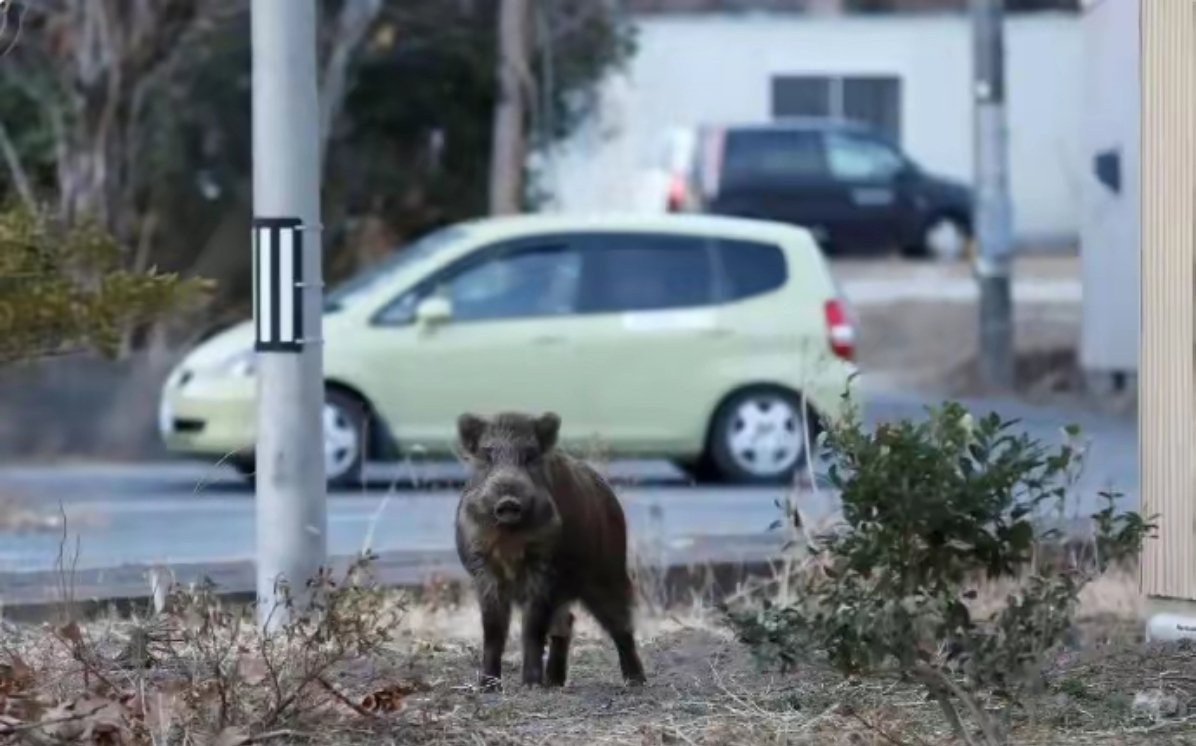 福岛核区日本野猪变超级猪福岛核事故掀开了潘多拉魔盒，十五年后，辐射禁区内诞生的“