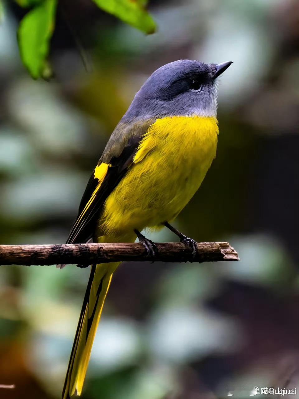 灰喉山椒鸟，雌鸟着黄衣，雄鸟着红衣。生于南国。好神奇的大自然。（喵里喵） 