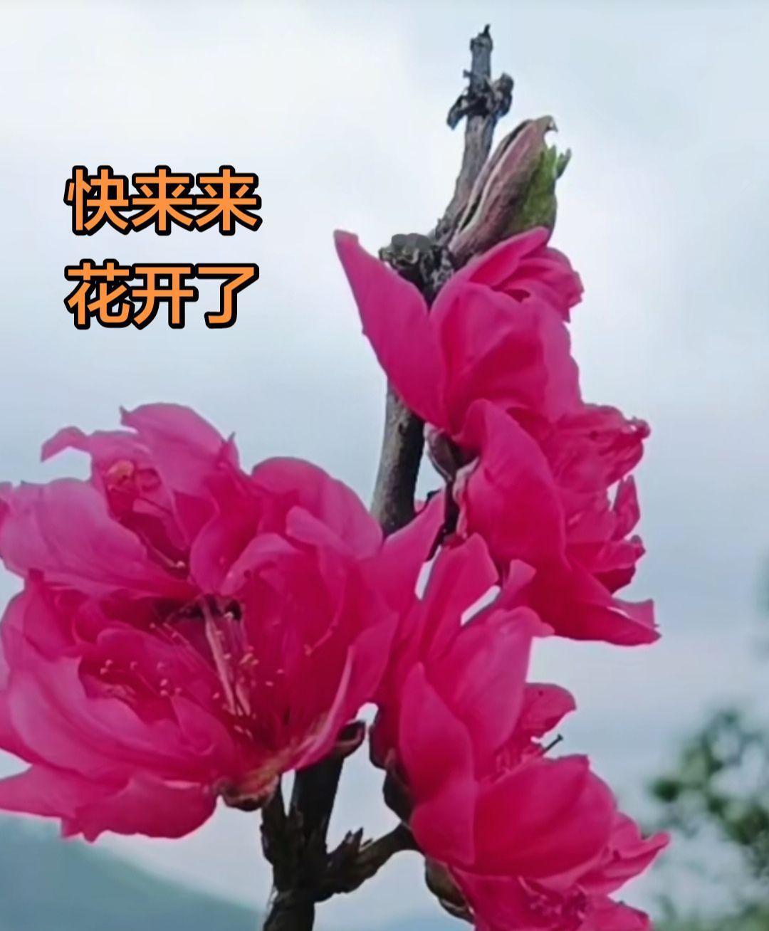 来来来，花开喽～红艳艳的花朵开得正艳，看着就让人满心欢喜花开喽 春日赏花 随手一