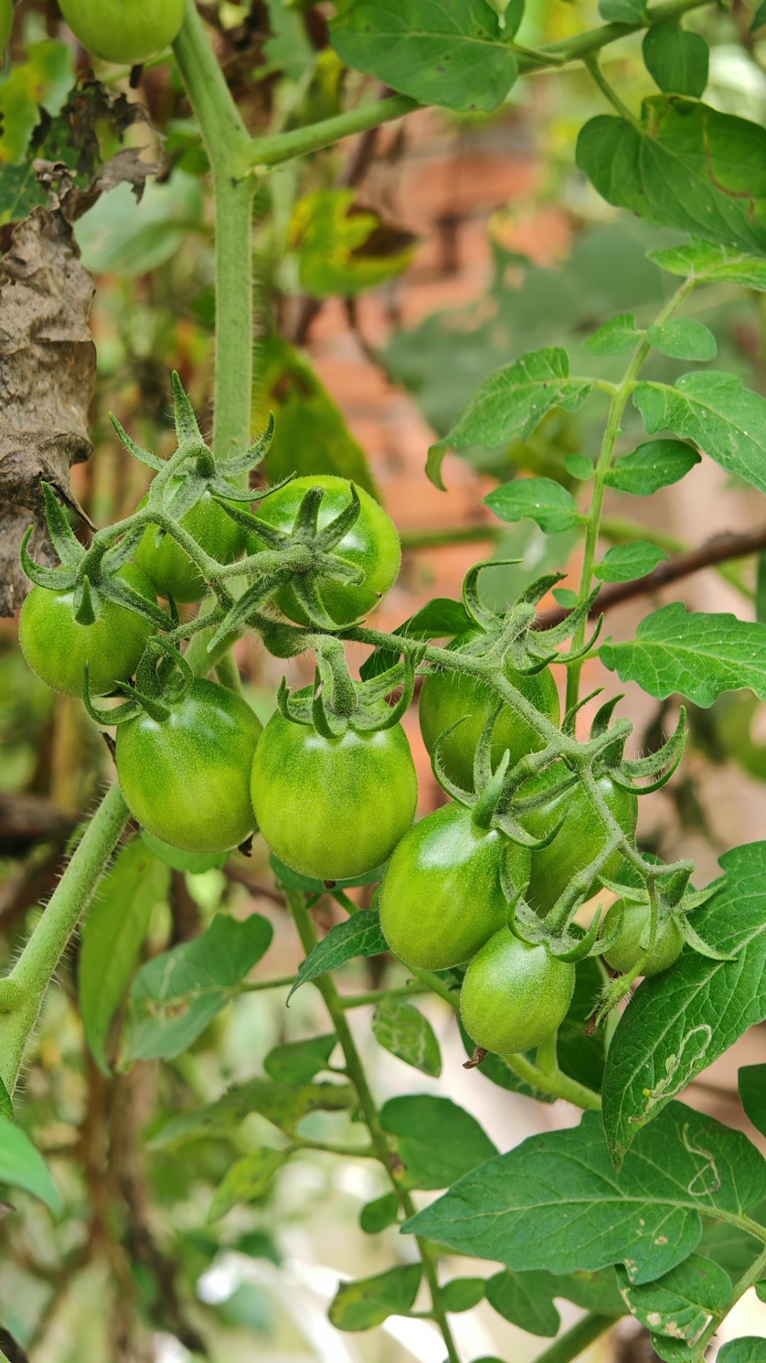 在老家，小番茄🍅🍅基本上可以实现吃的自由了。 ​​​