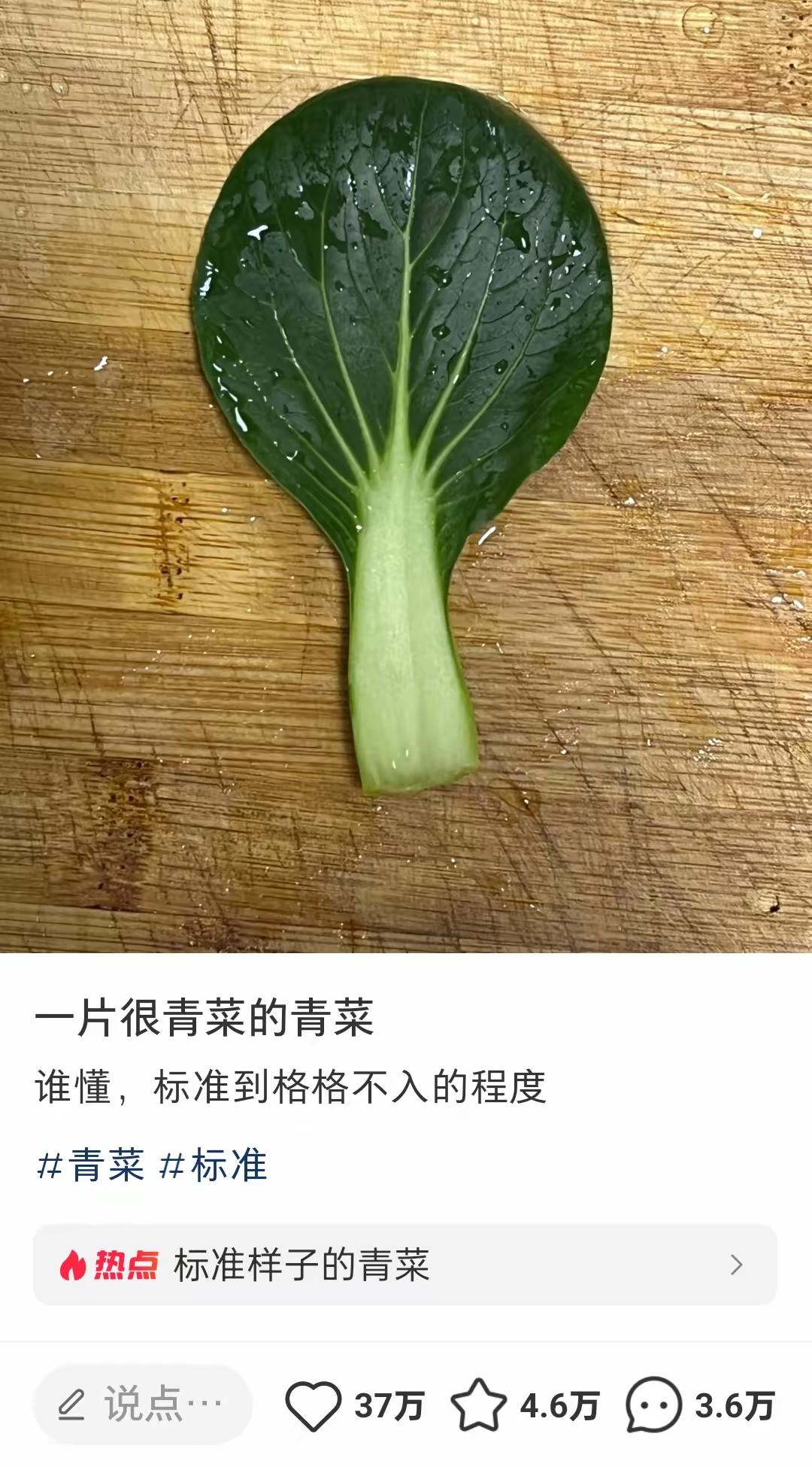 没想到一片菜叶成了头条的顶流，一片手拍的菜叶，配上两句简短的文案，却意外获得几百