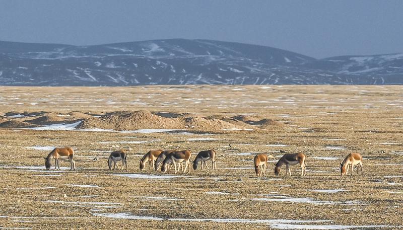 1月28日，青海玉树可可西里，一名女子自驾时竟让6岁女儿下车给野狼投喂火腿肠，还