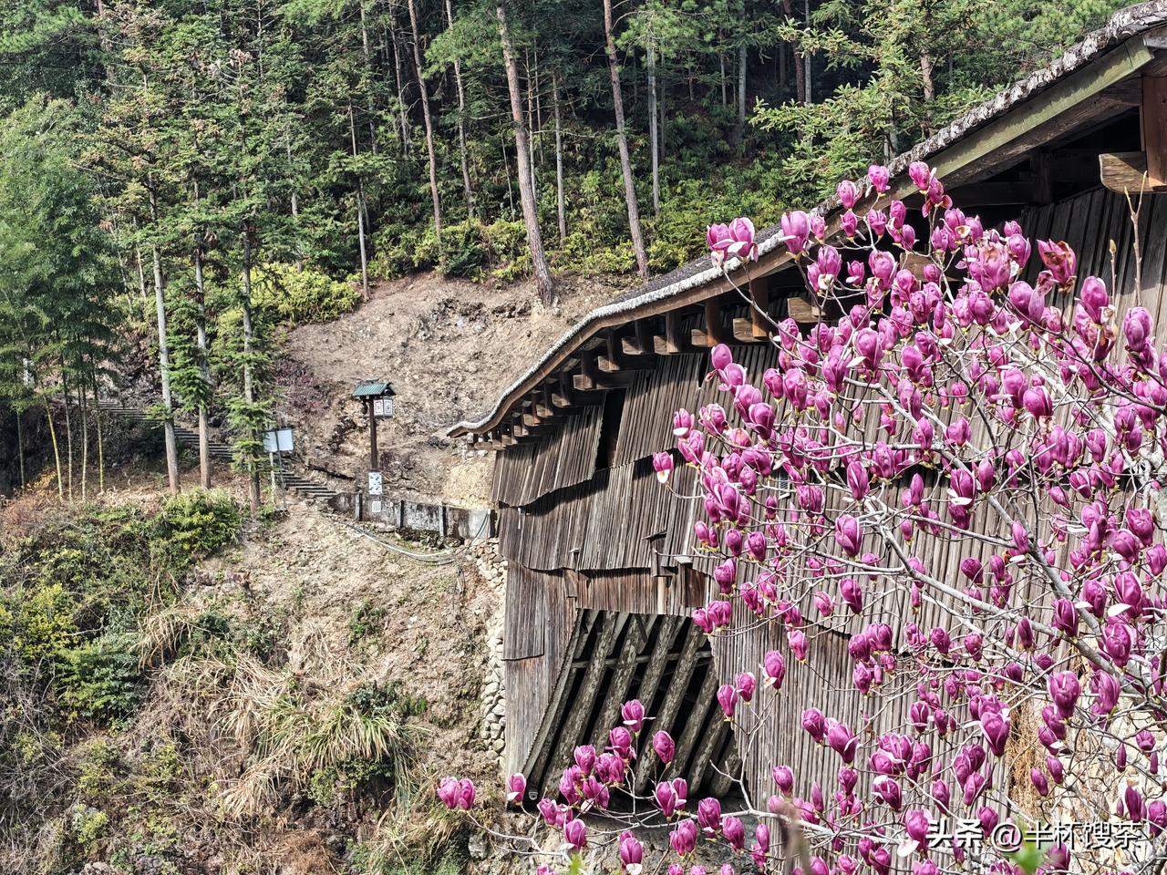 春日生活打卡季我在福建寿宁下党看见的桃花[星星眼]