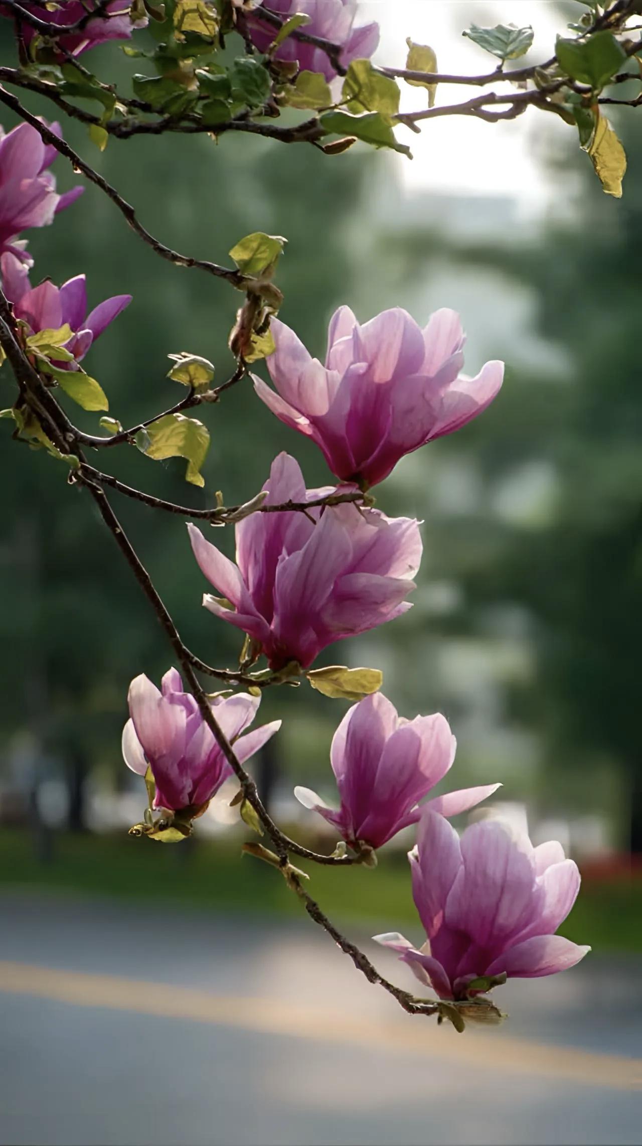 偶尔刷到人家拍的，
再看看我拍的…
没有对比就没有伤害，
还是近景花🌸大好看?