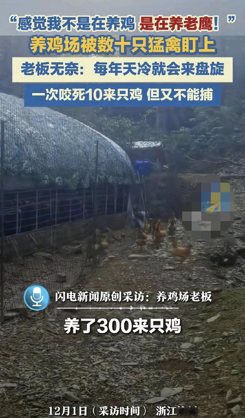 浙江杭州一养鸡场老板诉说了自己的无奈，他说场里养了300只鸡，但是每到天冷的时候