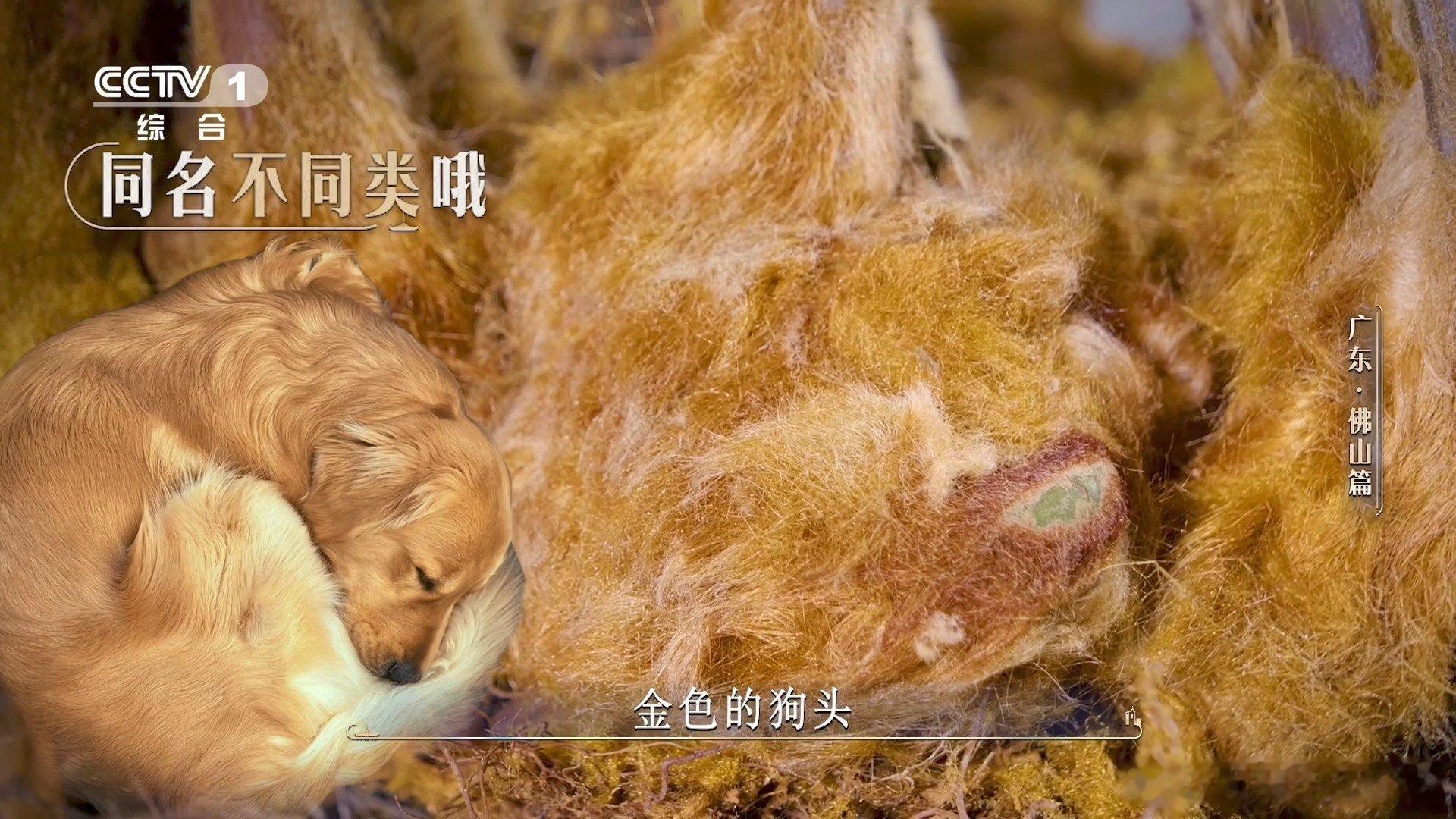 金毛狗是一种植物佛山在荒山种1000多万株树佛山荒山千万株种树计划，不止美化山林