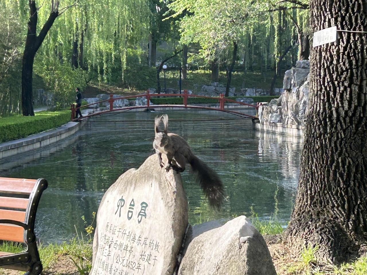 今天早上，在颐和园附近的公园里，看到了一只松鼠🐿️，活泼可爱。