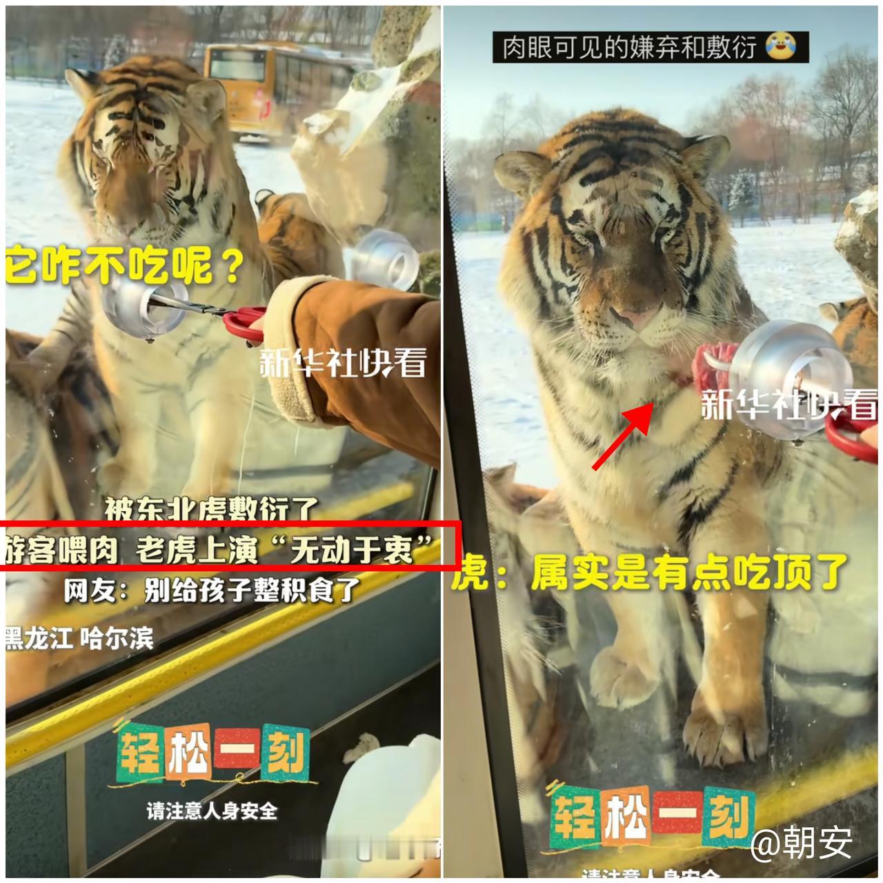 笑不活了！

哈尔滨动物园这只东北虎直接把“上班摸鱼”演到极致！

游客一车车来