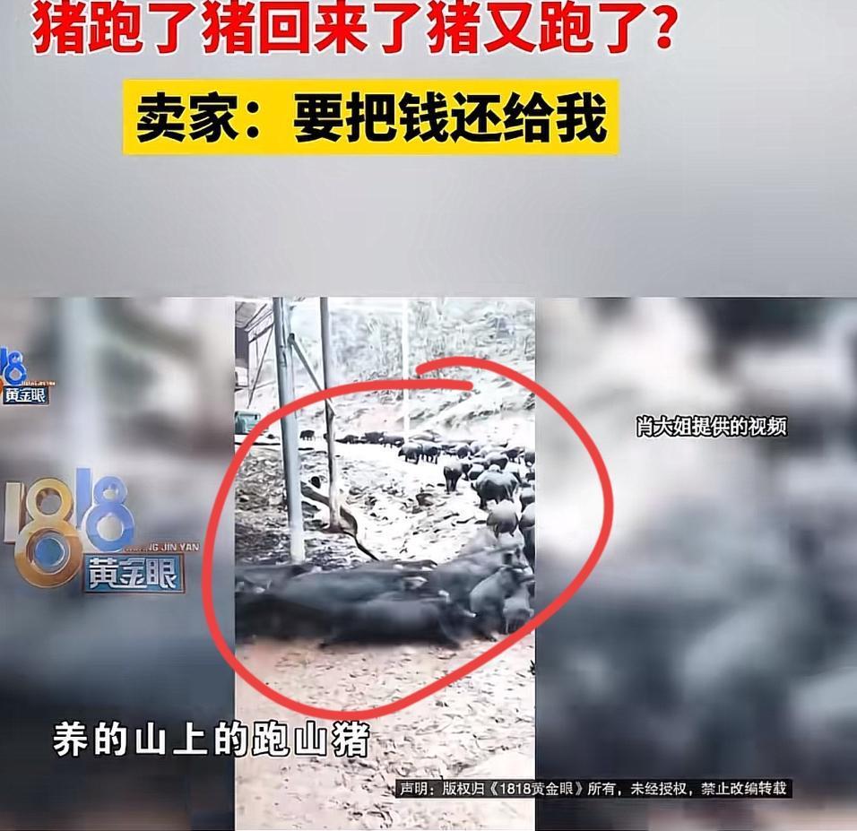 “见过白嫖的，没见过这么会编的！”浙江衢州，一网店卖散养黑猪，谁知，买家签收后玩