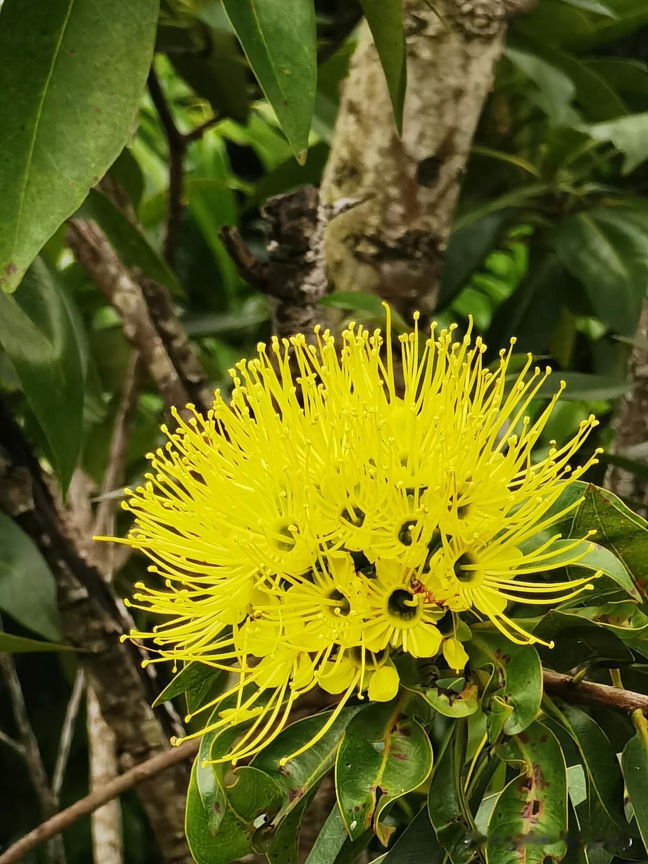 广州的“无瓣怪花”！满树金黄毛球，全年开花不歇气，细看有点像熊猫……

漫步在花