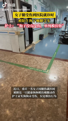 “真成精了？”重庆一女子因腿部受伤去医院治疗，突然她看见有只狗狗一瘸一瘸的从她面