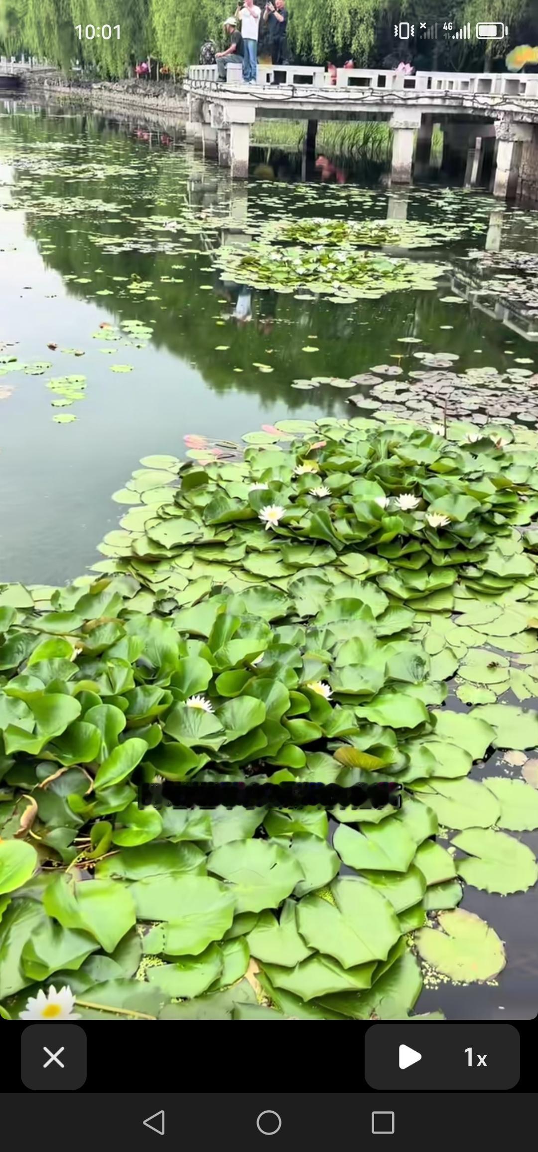 吉林市北山公园荷花池迎来了新成员——白睡莲，它洁白淡雅，十分好看。

夏日时分，
