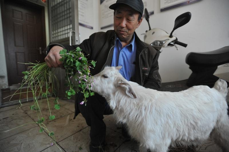 有人出价13万求购会装死的小羊 1月13日宁夏平罗县宝丰镇中方村出了个“大明星”