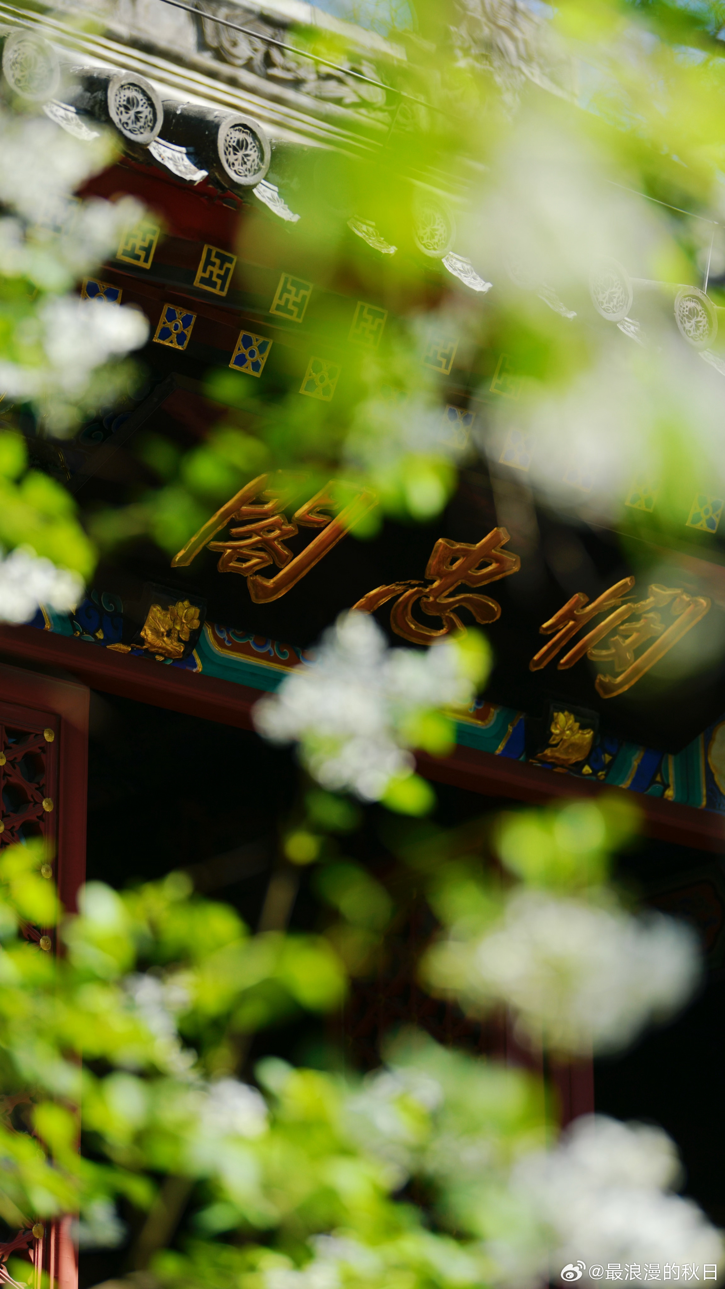 四月芳菲——法源寺 摄影