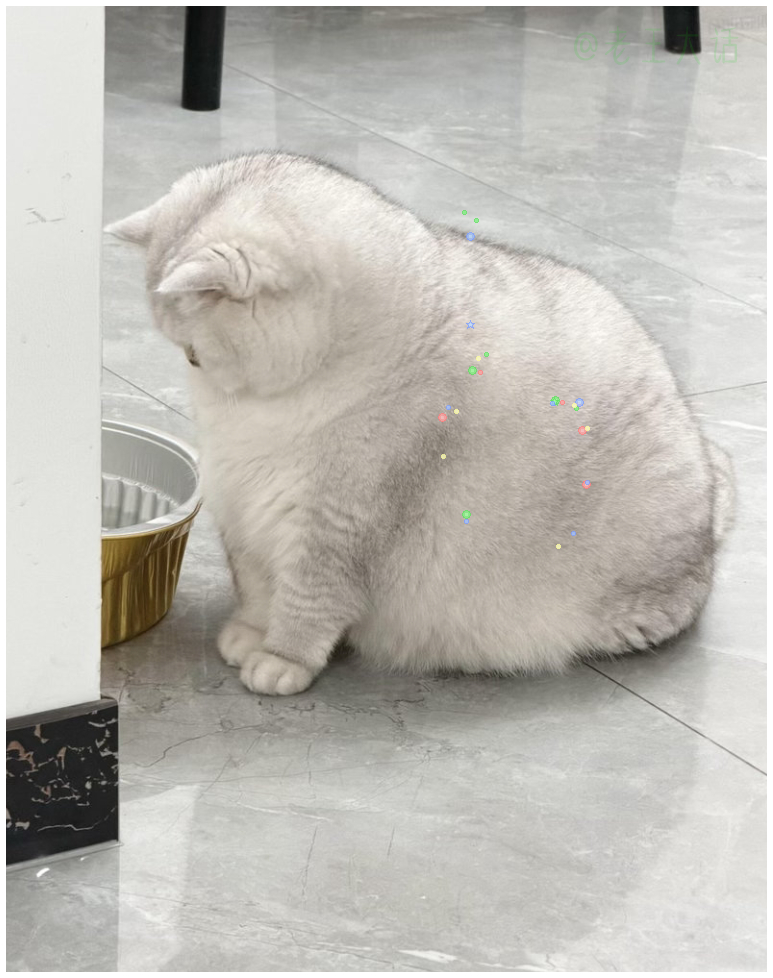 近看大肥猫  肥猫真是大  真是大肥猫 