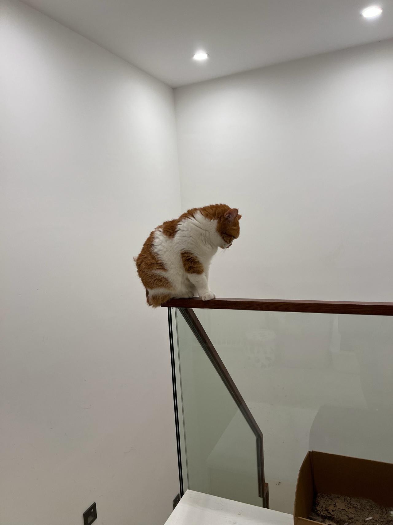 虽然我们小猫咪体型硕大，但平衡感却是一绝[灵光一闪]