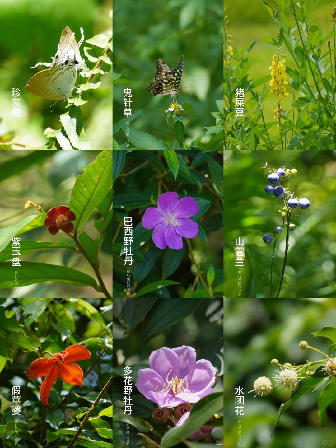 梧桐自然 | 大自然里的花花事