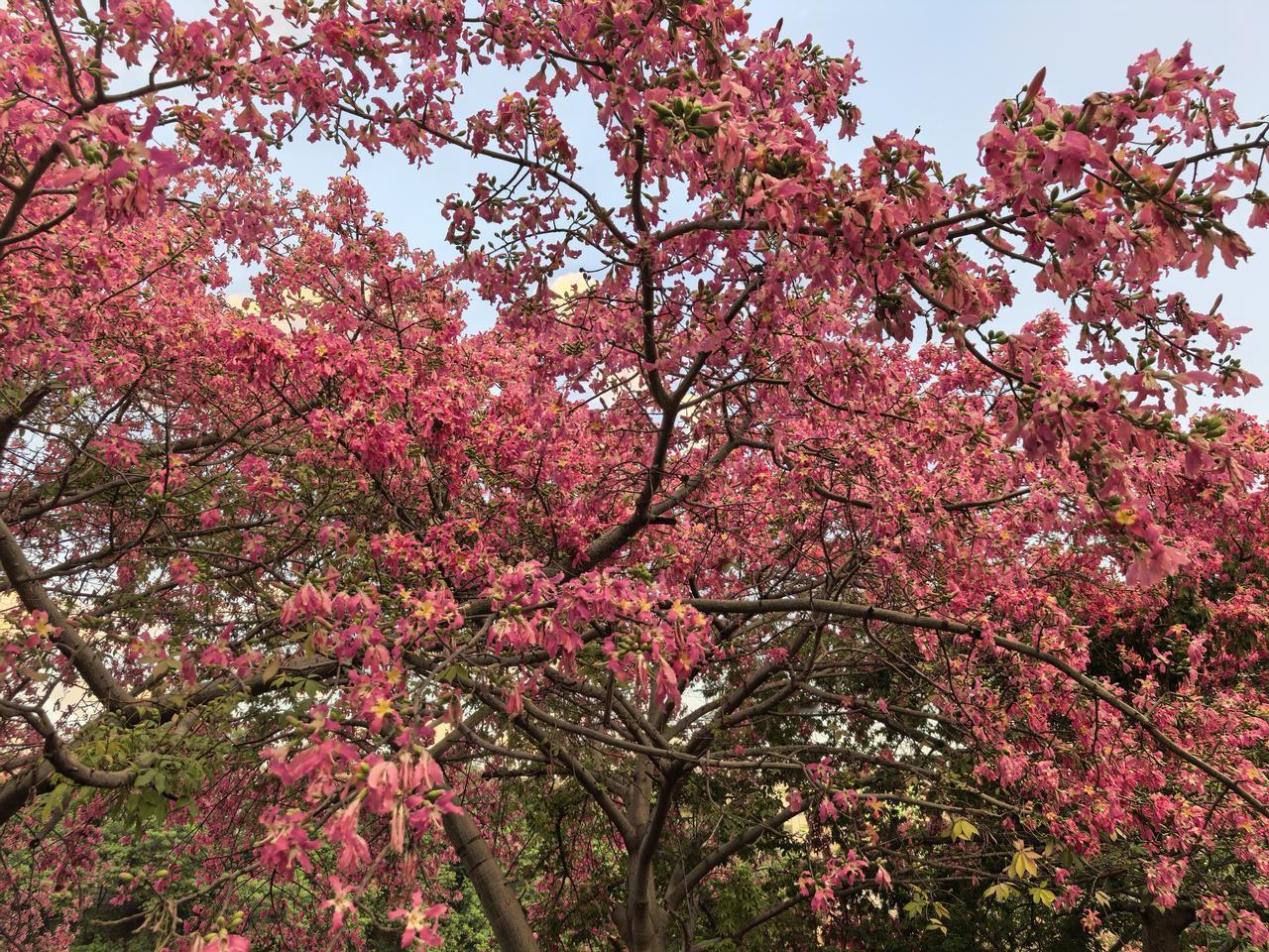 保定获国际花园城市金牌，真想去看看。多年在深圳，一年四季都能看到不同的花开放，觉