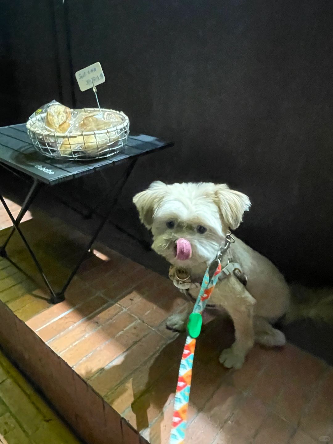 🥖今天有狗狗法棍！