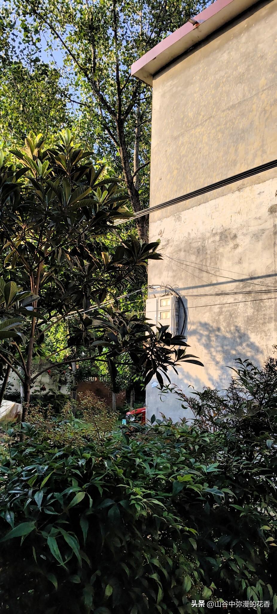 家门口的小光景
 
站在自家院门口随手拍了张照，满眼都是舒服的绿意。墙边这棵枇杷