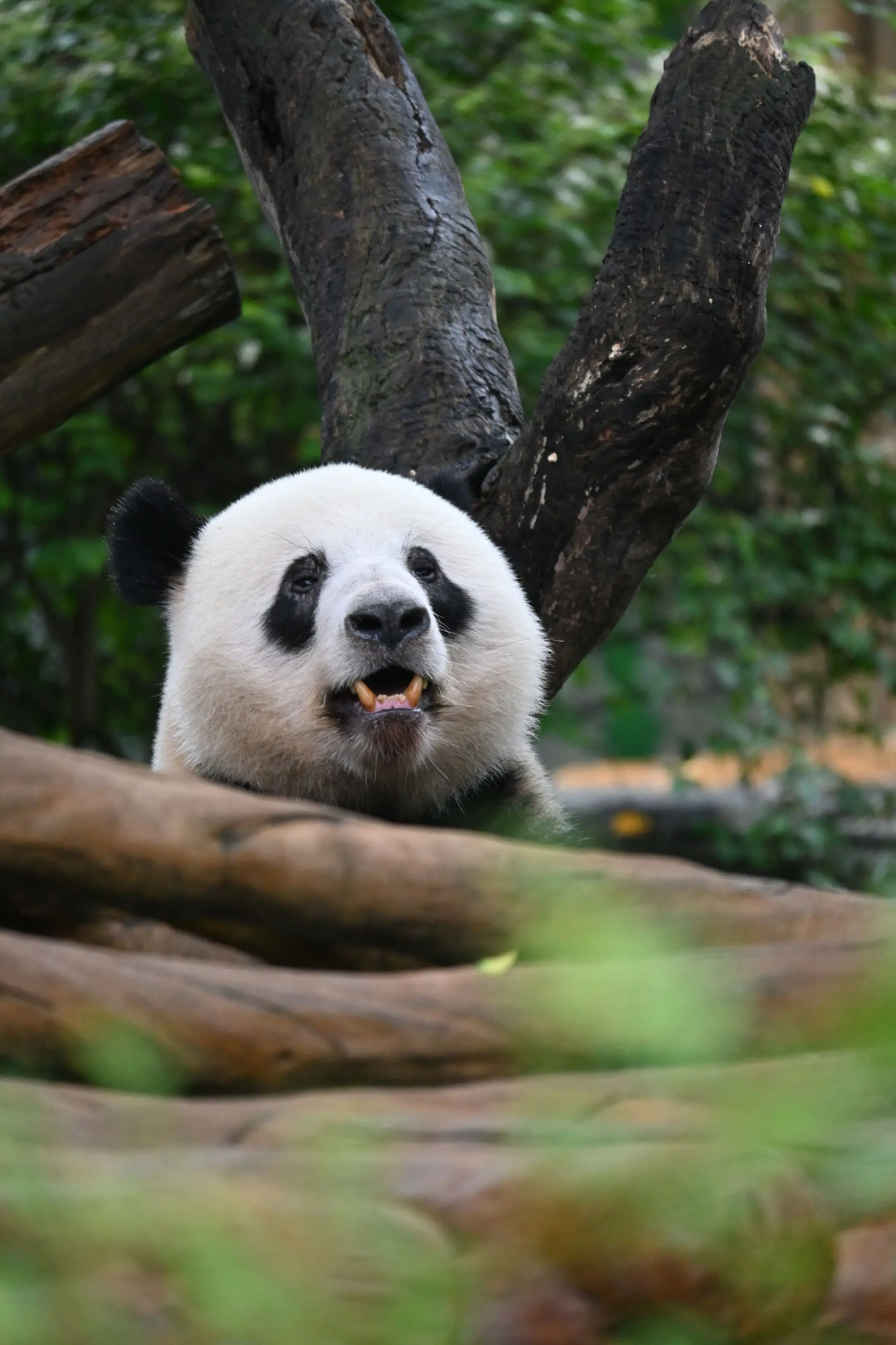 星一：举报我的人，祝你吃不到正宗牛肉丸！