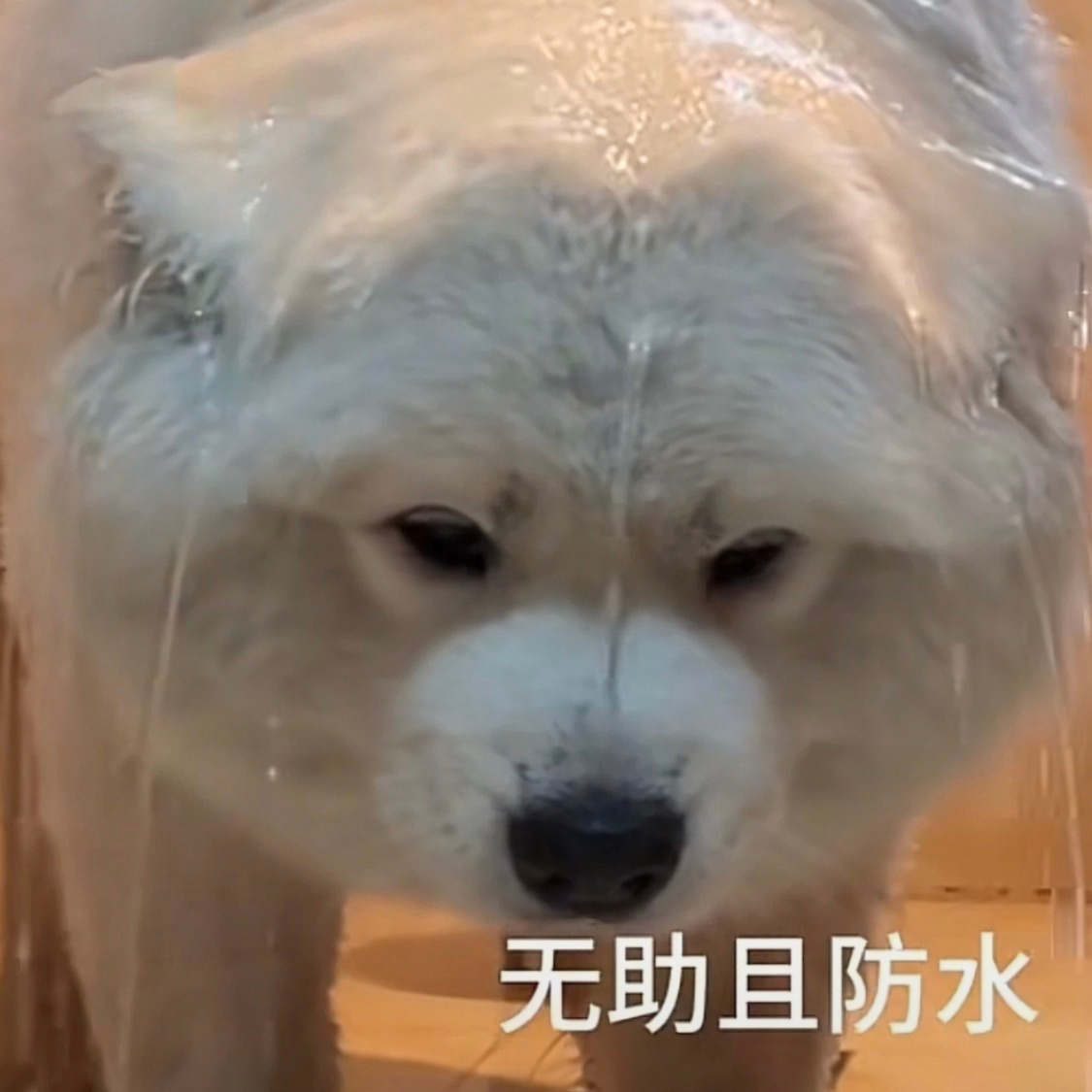 降温了，早上翻了翻衣柜，感觉秋天没有衣服穿啊啊啊啊啊啊烦死了啊啊啊啊啊啊！！！！