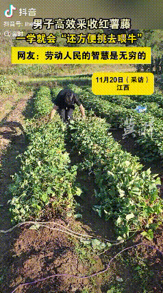 劳动人民的智慧是无穷的！江西，有到了采收红薯的季节，男子给我们展示了什么才是高效