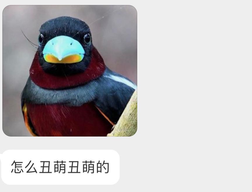 一脸严肃的【黑红阔嘴鸟】 ​​​