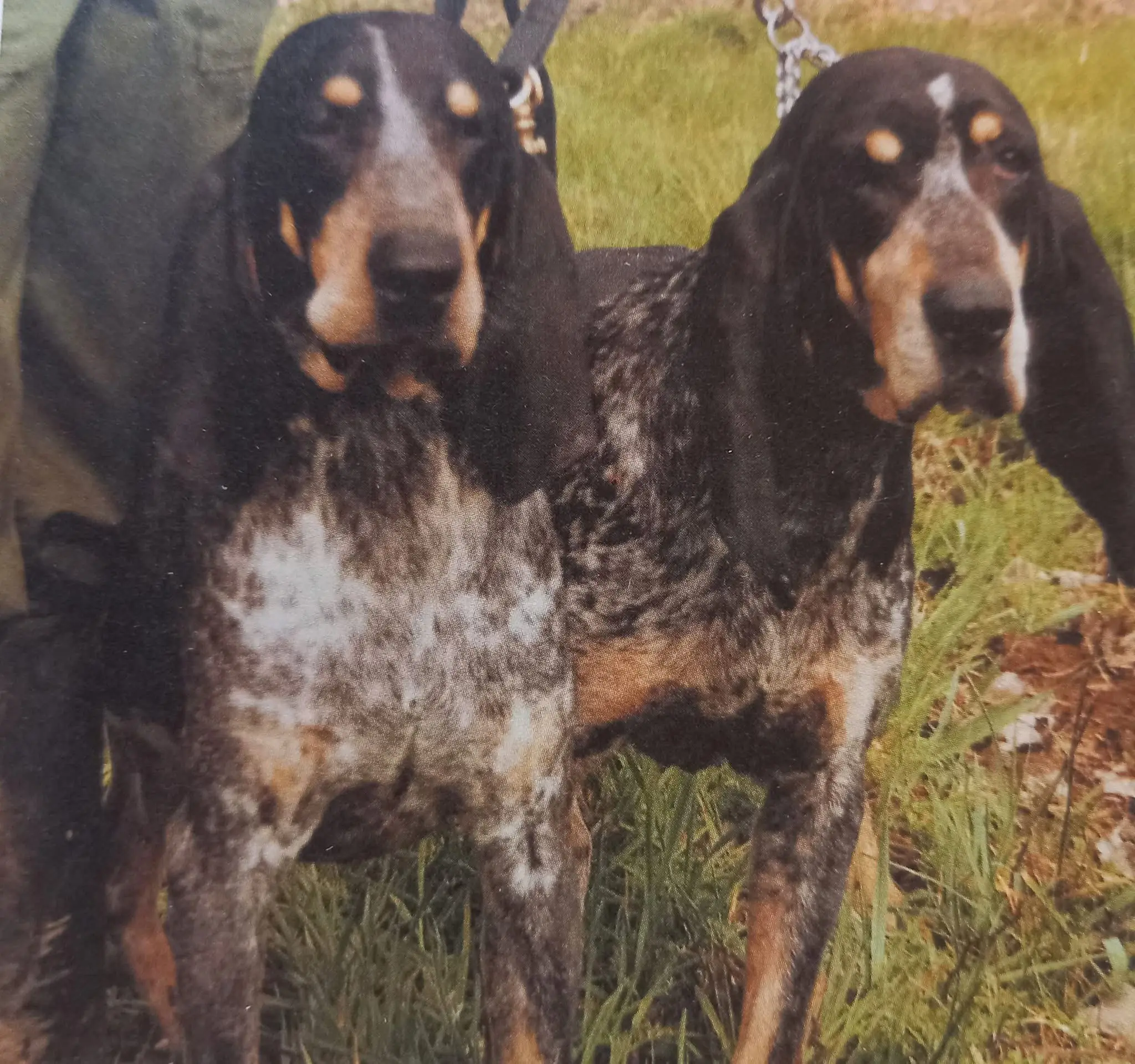 2000年加斯科捏蓝斑