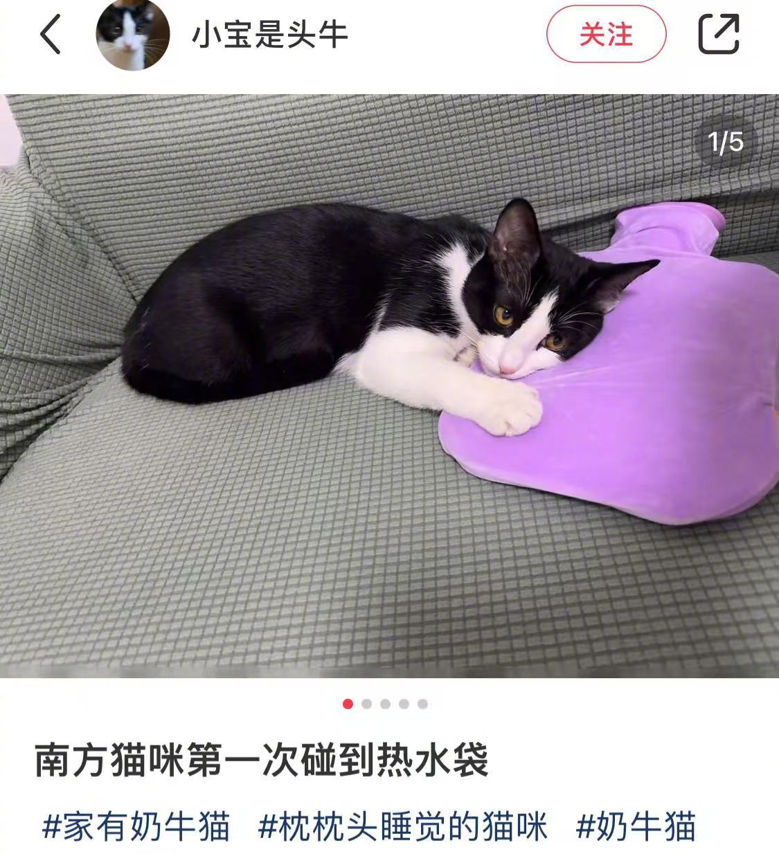 南方猫咪第一次碰到热水袋 