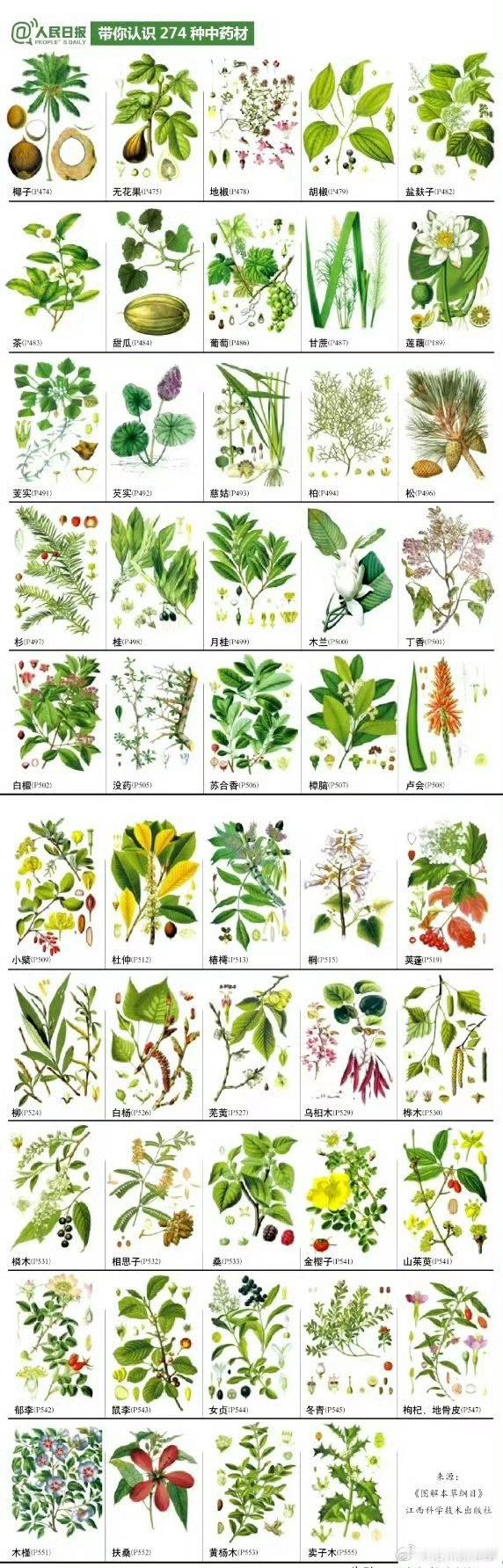 草药图鉴 ​​​