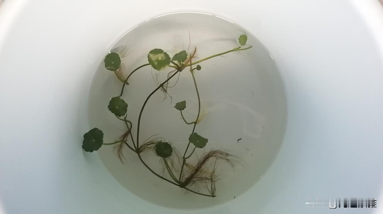 路过一片莲塘，见塘里尽是些干枯的荷梗，留有半片残荷挂在上面，只有刚刚冒出尖尖的芦