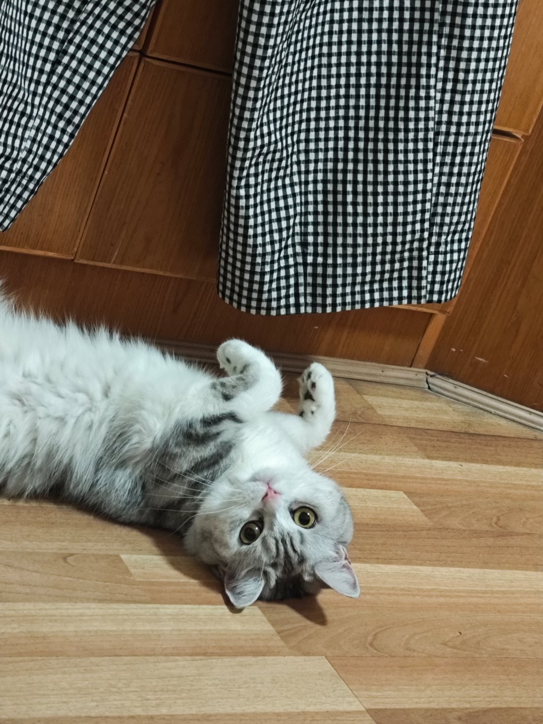 跳跳是只起司猫