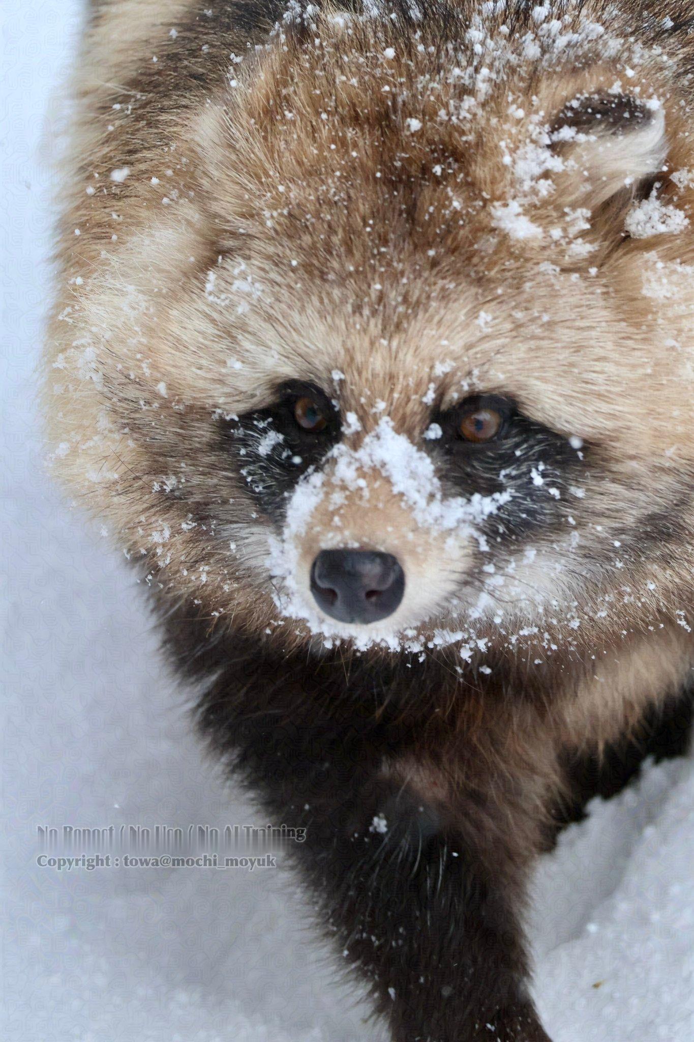 雪天的大胖貉子看着太满足了~~【推：mochi_moyuk】 