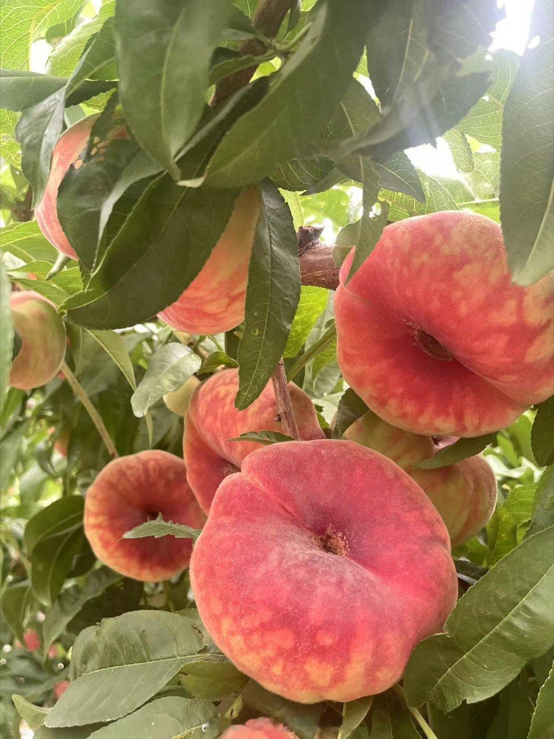 #新疆味道[超话]#🍑新疆石河子143团蟠桃来自新疆的甜蜜使者——新疆蟠桃！一
