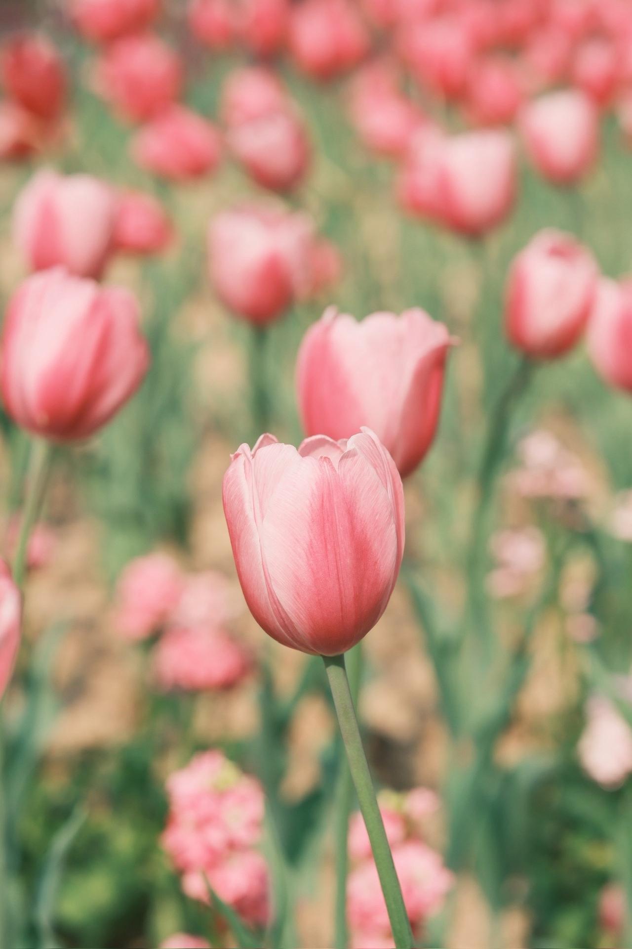 偶尔拍点花花草草也不是不行郁金香 仙湖植物园花展 富士