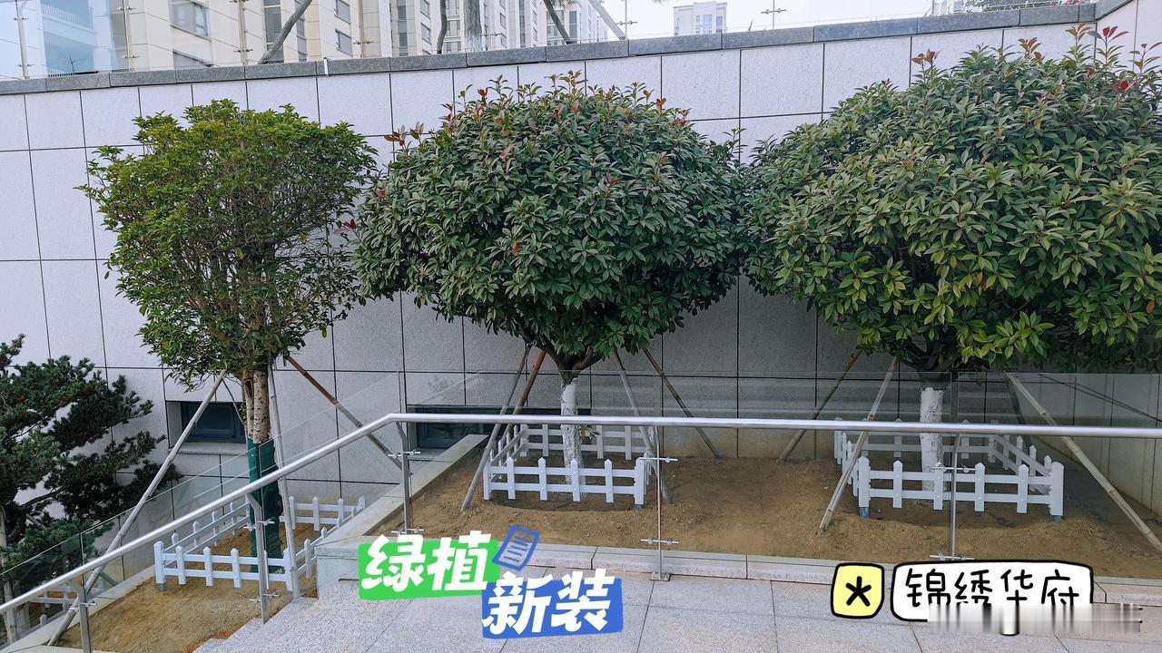 绿植添新装  小区更漂亮
    要给咱们锦绣华府小区物业主管部门点大大的赞，不