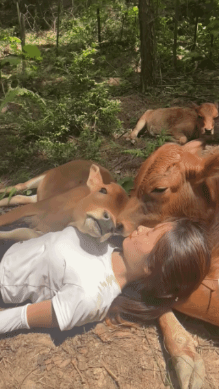 散养牛，
自由自在，
最科学的养牛方式！