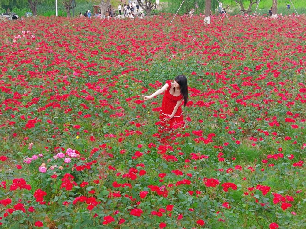 东西湖区府河沿岸，梧桐雨公园静静伫立，它毗邻黄塘湖公园，后门便直通后者大门。谁能