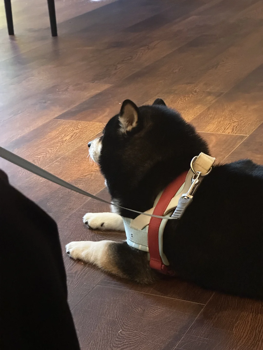 手短短的，嘴筒子短短的，耳朵小小的