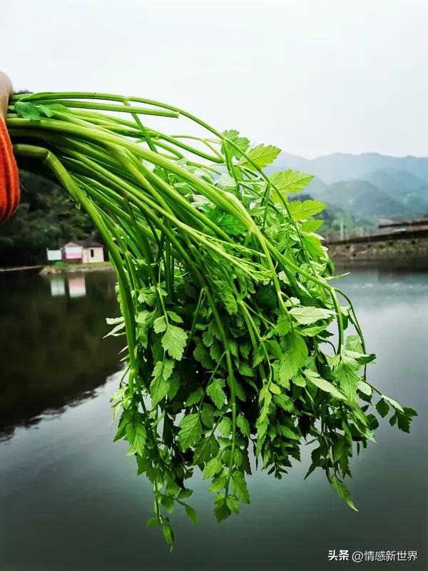 水芹菜炒什么最好吃? 水芹菜炒啥最好吃，那我首推香干。香干口感紧实有嚼劲，和水芹