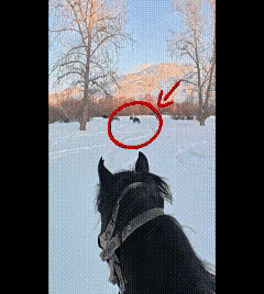 看了坠马视频我发现！

其实速度真不快，就是脚踩马镫过深，导致坠落后，脚还是在马