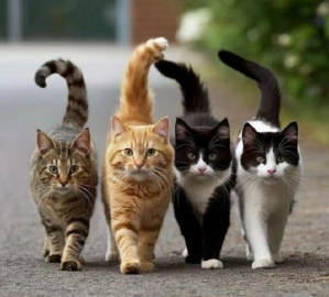招财猫刷到请不要无视，真的很灵 运势 ​​​