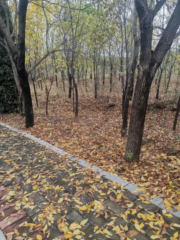 馨漪婉风所作的《七绝•一叶秋思》韵味十足。“旧舍梧桐叶未收，残阳欲坠照西楼”，瞬