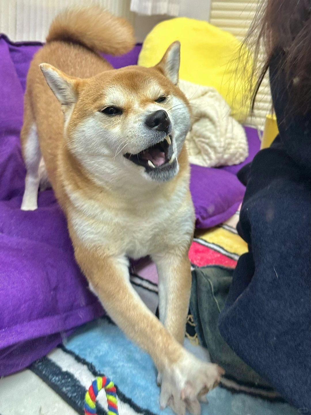 你长得好像一只狗啊
