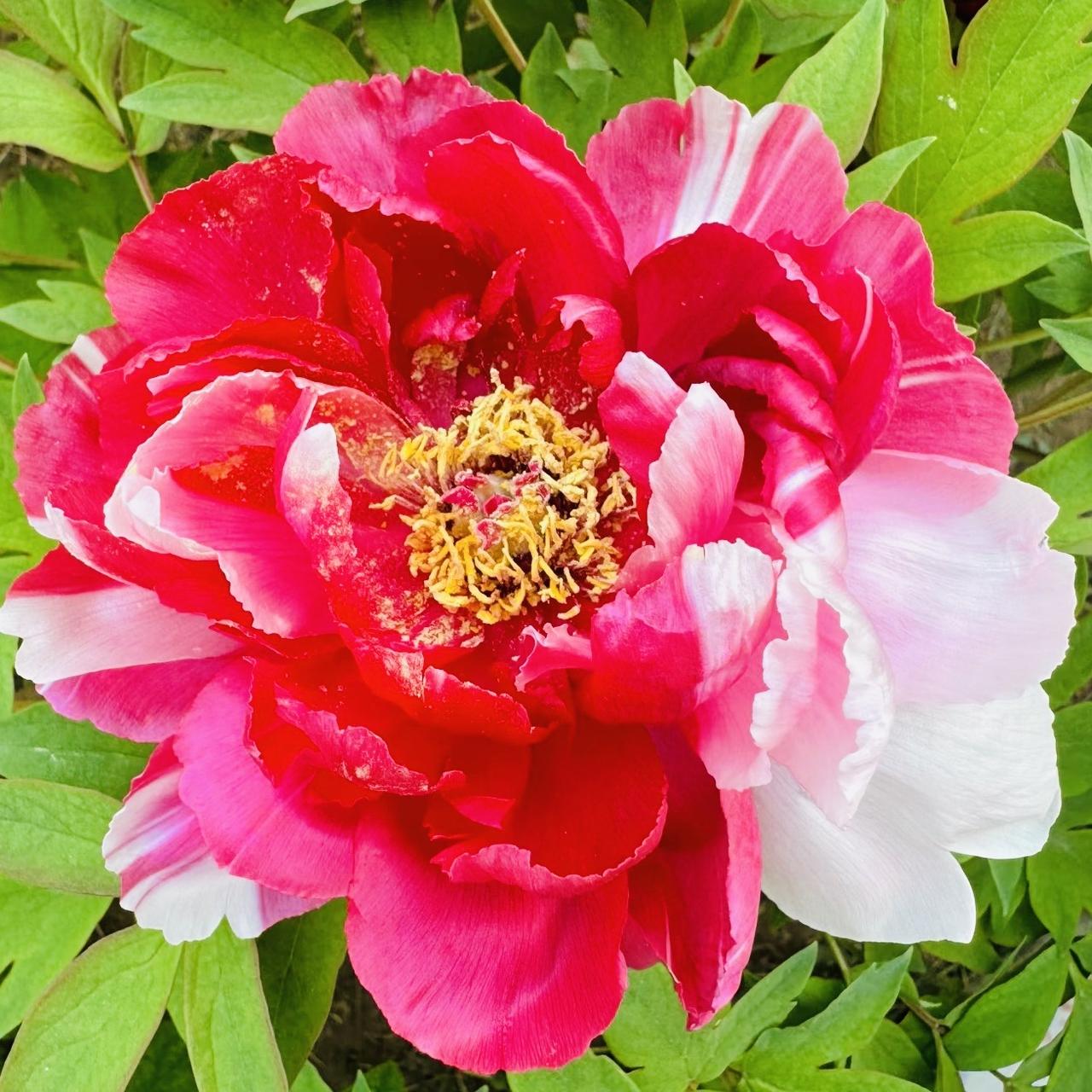 鲜花绽放，缤纷多彩
绮丽多姿，花姿飞舞
芬芳四溢，芳香怡人