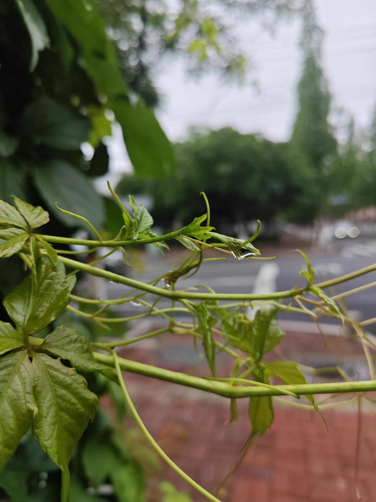 那也是我第一次上舞台，记得当时是8个同学一起跳的，身披着一绿色的萝卜缨子，那情那