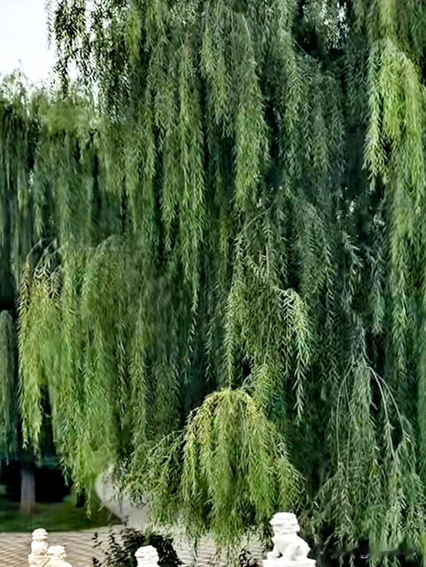 阳光明媚的春天，
三月的天气春意盎然。

杨柳轻轻随风飘摇，
温柔了整个春天。