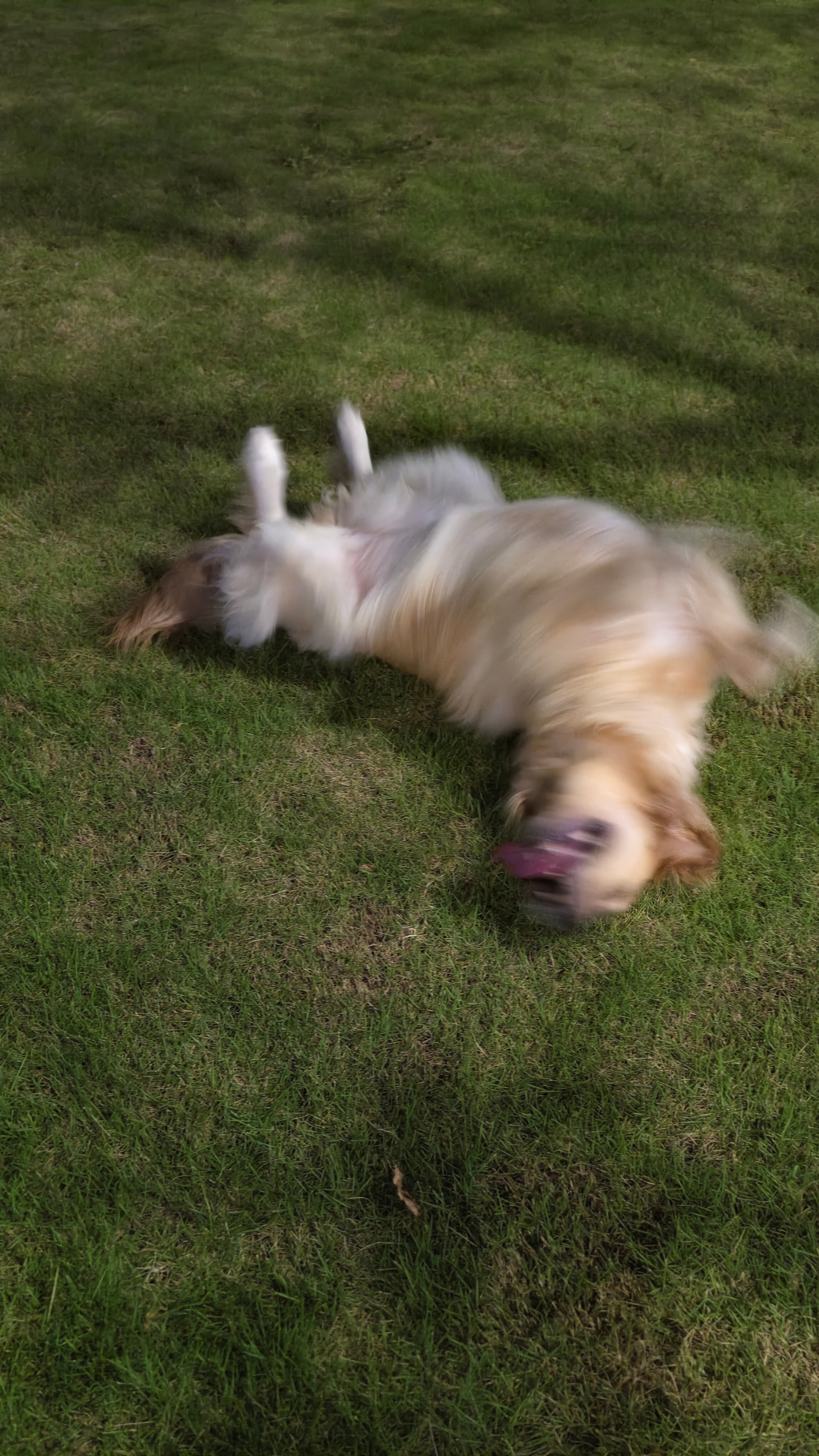 下午刚给它洗完澡…这🐶还能要吗